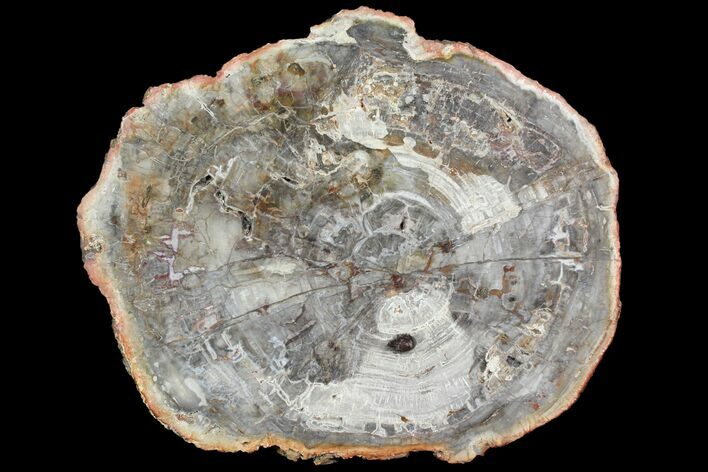 Petrified Wood (Araucaria) Slab - Madagascar #118598